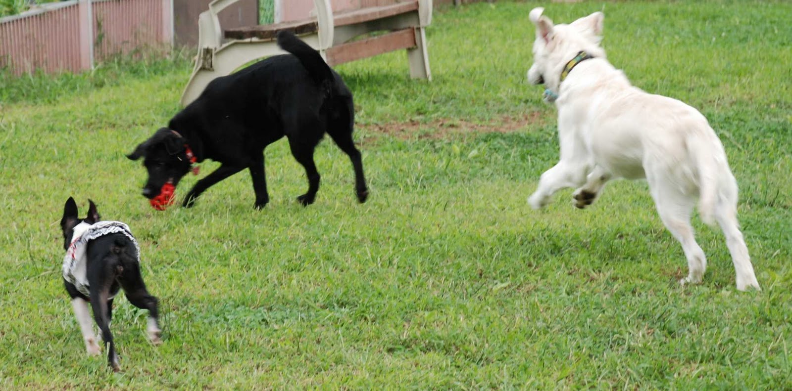 舌と耳を切断されても、この犬は英雄になった