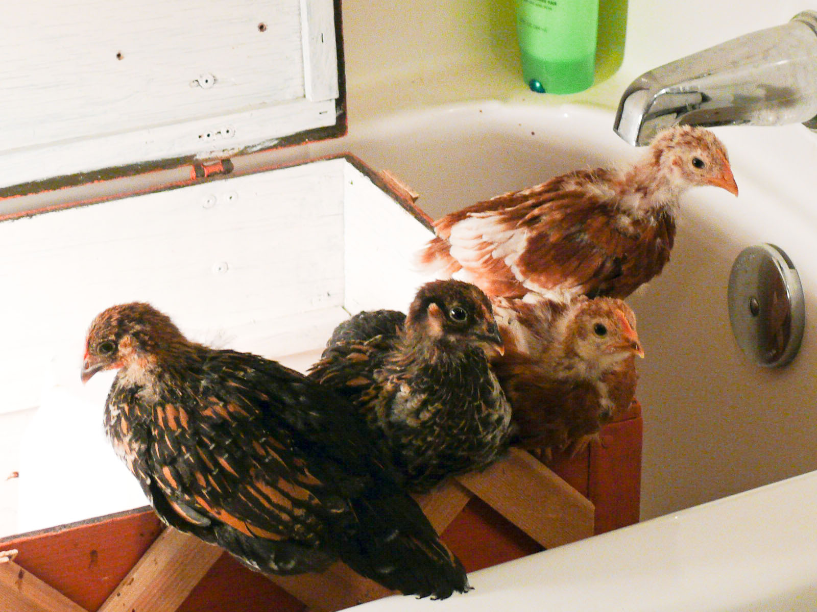 [Chooks-1.jpg]
