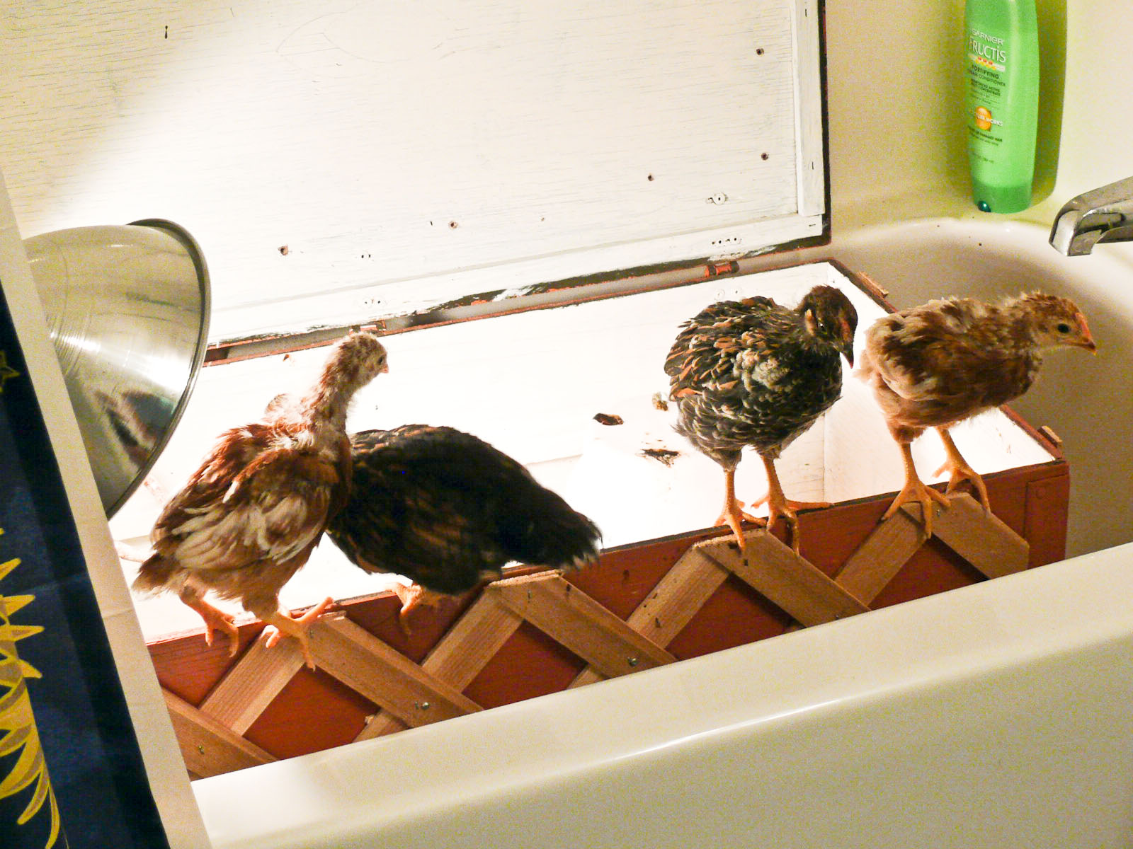 [Chooks-3.jpg]