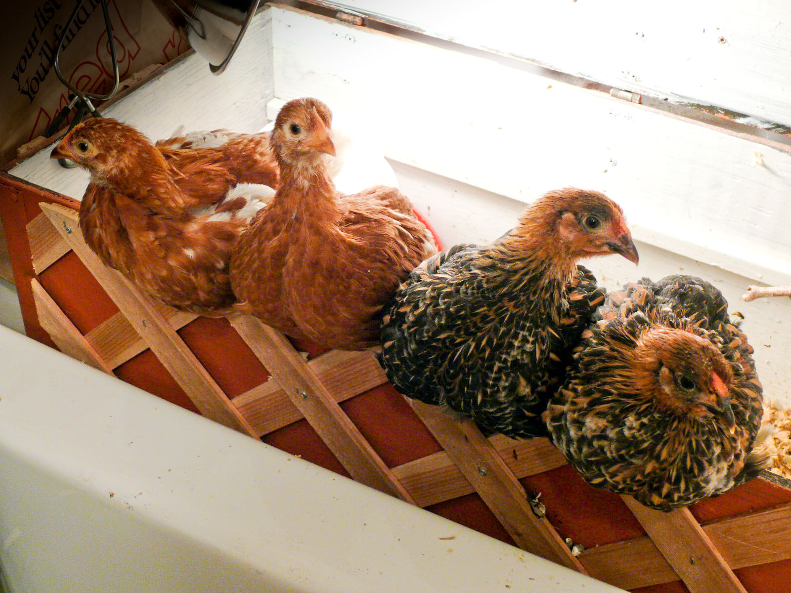 [Chooks-4.jpg]