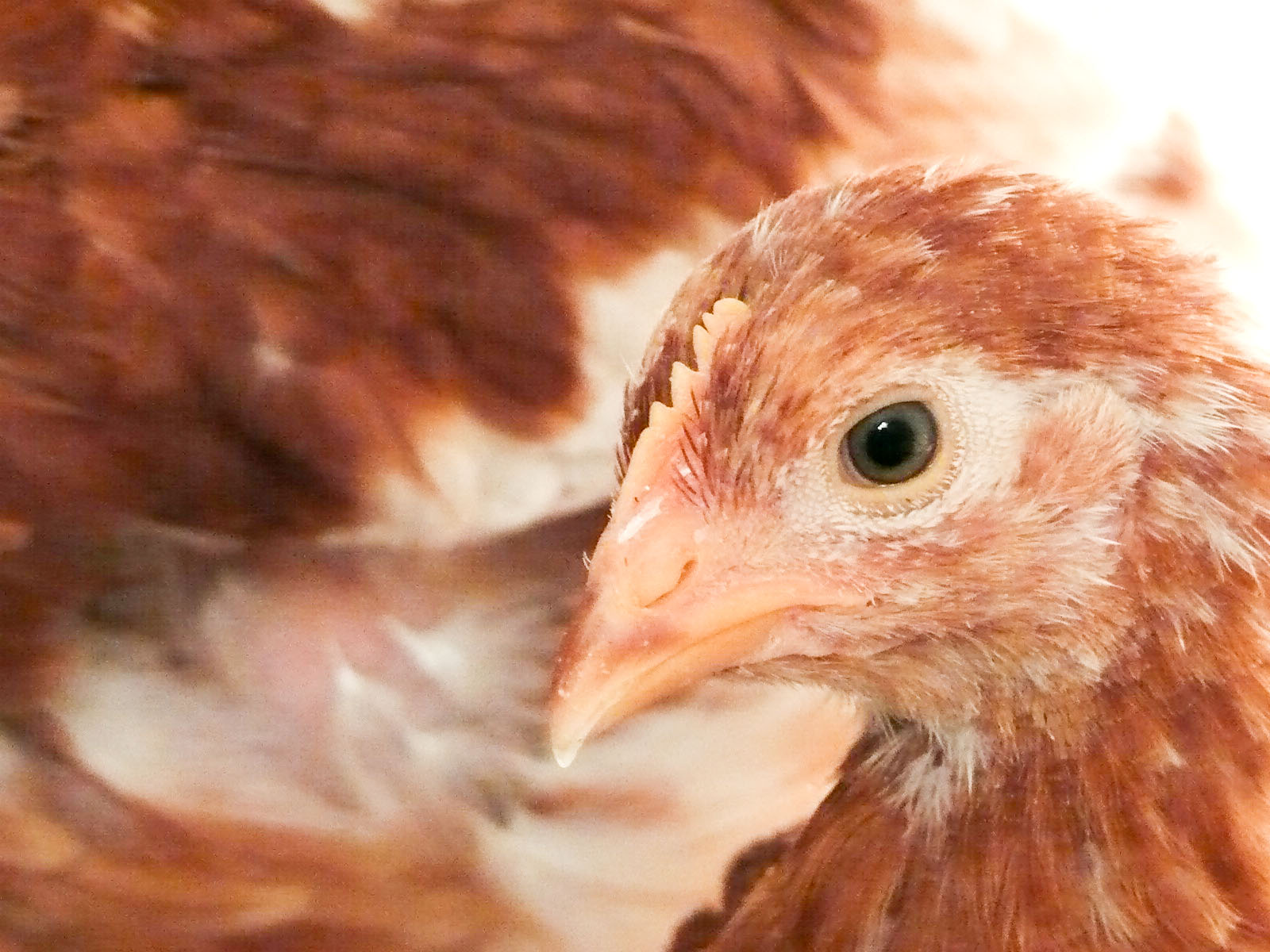 [Chooks-9.jpg]