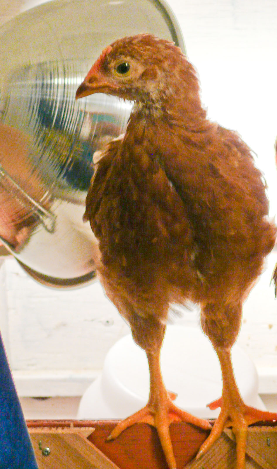 [Chooks-12.jpg]