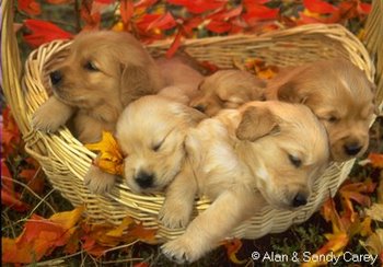 [puppies.bmp]