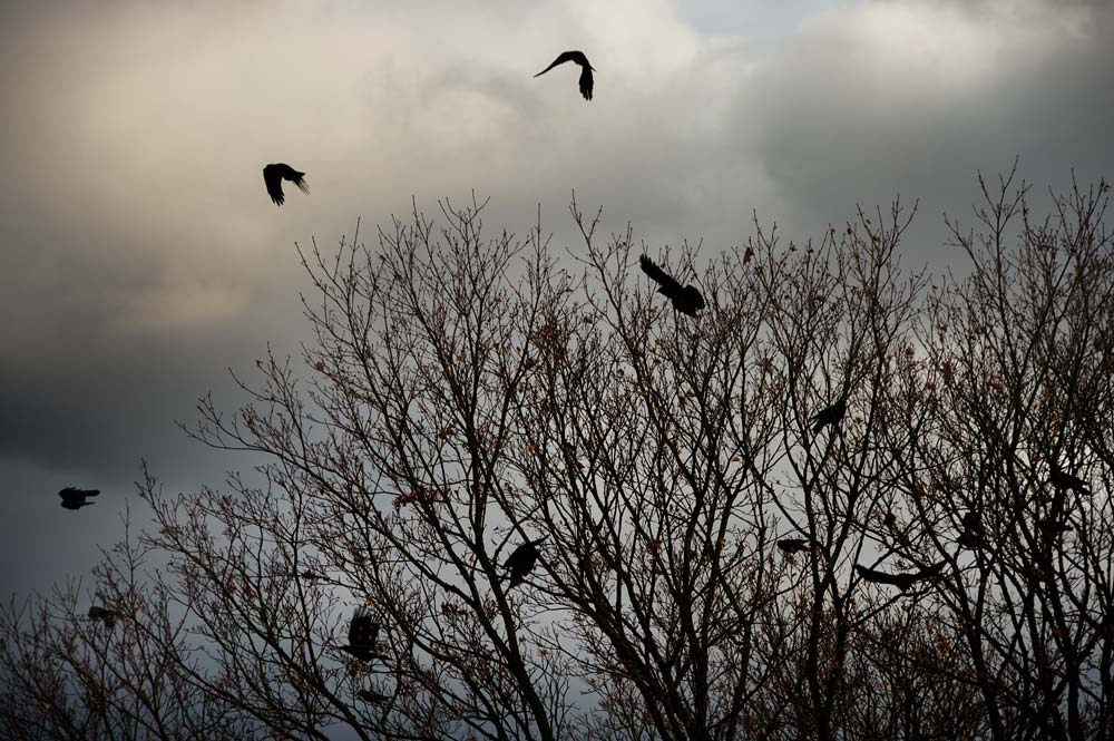 [crows.jpg]