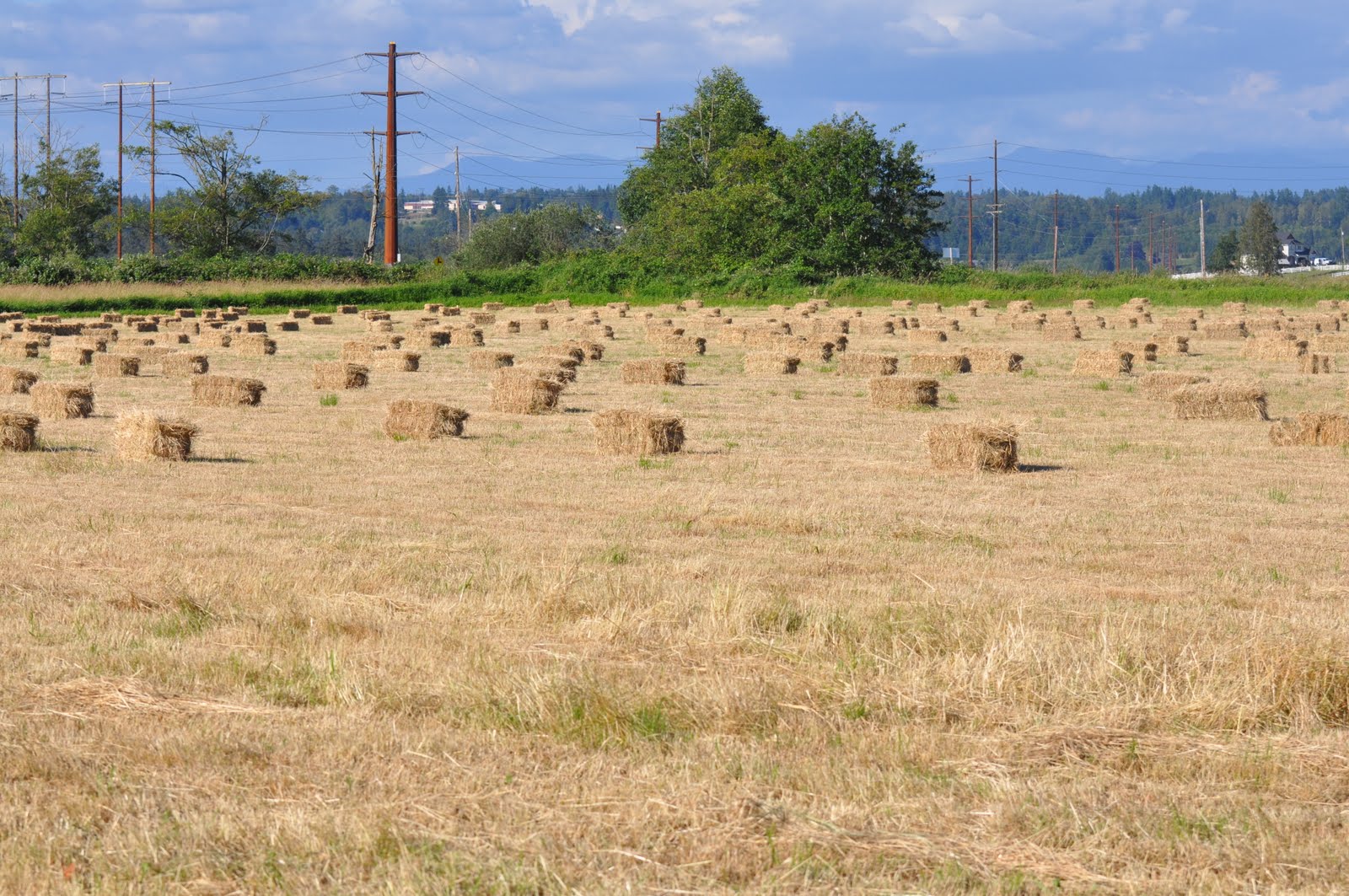 meat How hay bales are made