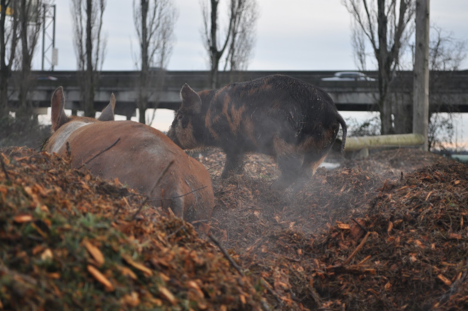 meat Bedding pigs what I do