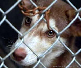 stop hurting animals, animal cruelty, dog fighting, stophurtinganimals.com