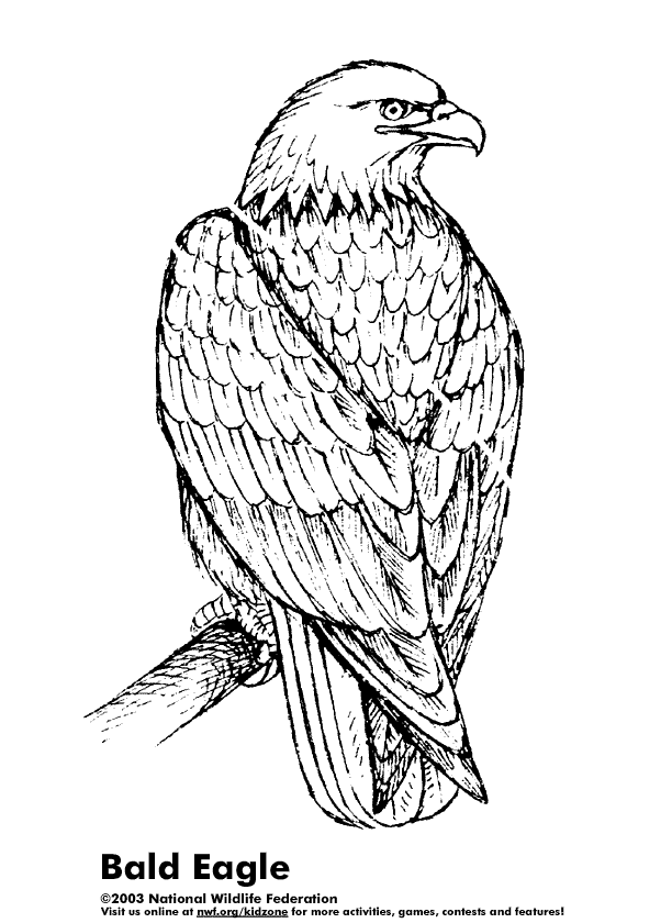 Coloring & Activity Pages: Bald Eagle Coloring Page