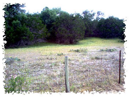 Texas Bluebonnets