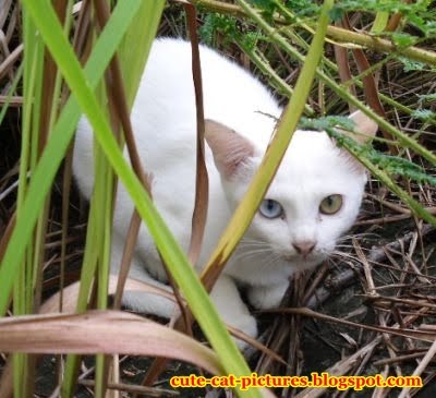Cute Cat Pictures: White Cat With Two Eye Colors