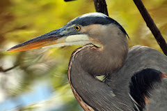 Harry the Heron Welcomes You!