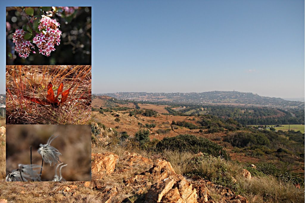 Johannesburg Wildlife Birding Melville Koppies Nature Reserve