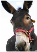 [burro,+foto+Júlia+Biló.bmp]