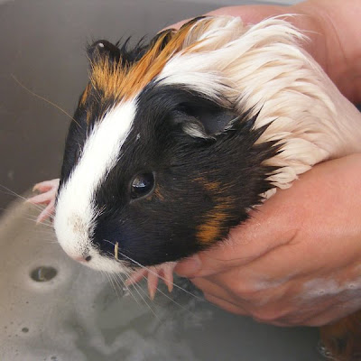 Guinea Pig Bathtime