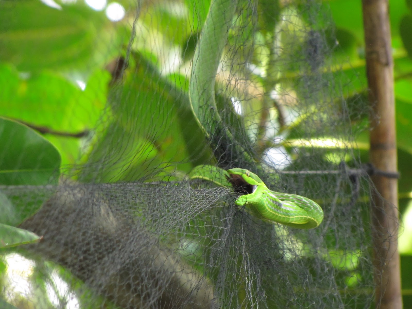 Reptile Pet Green Vine Snake eating bird