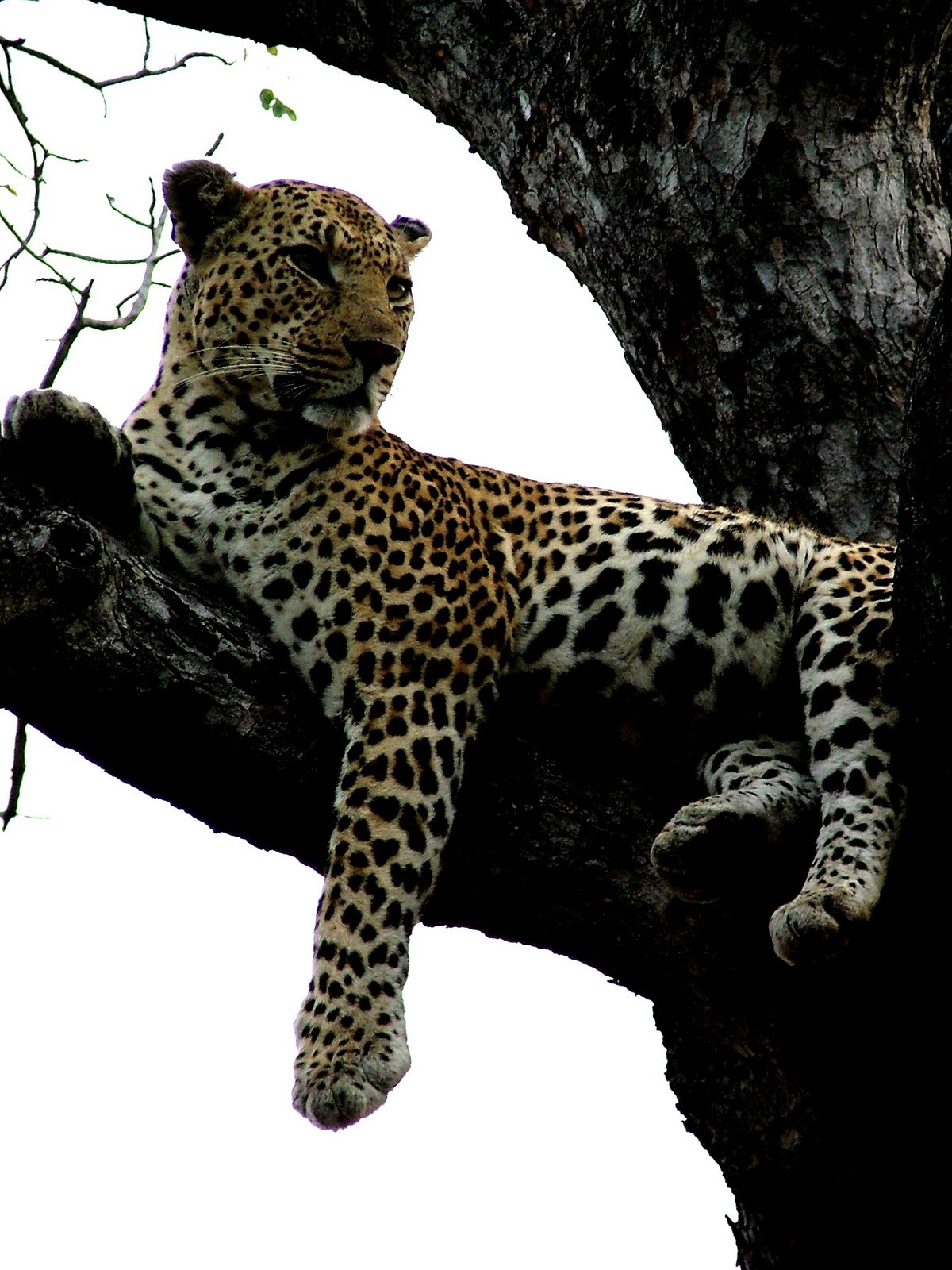 The Game Lodge Index: Interesting facts about: Leopards