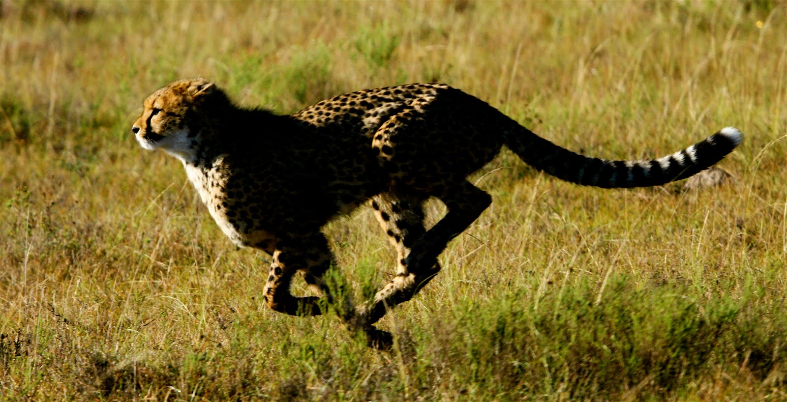 The Game Lodge Index: A few Interesting facts about Cheetahs!