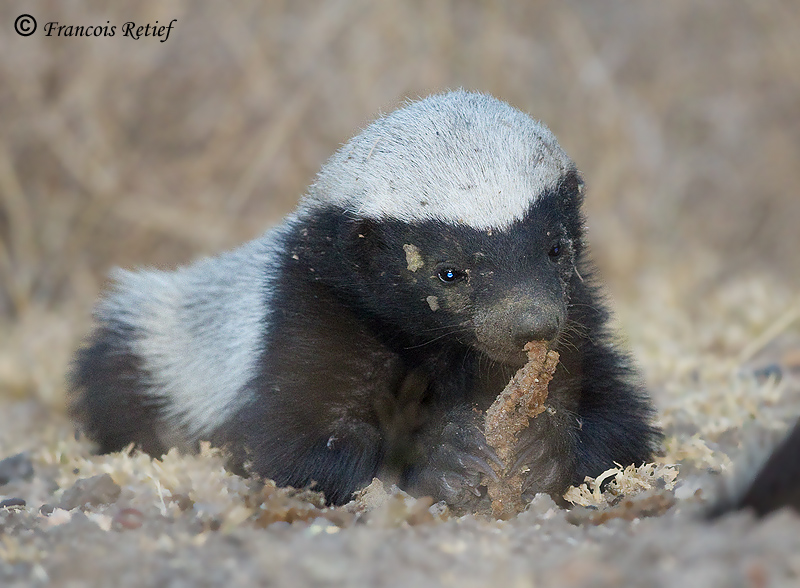 juststuff the honey badger