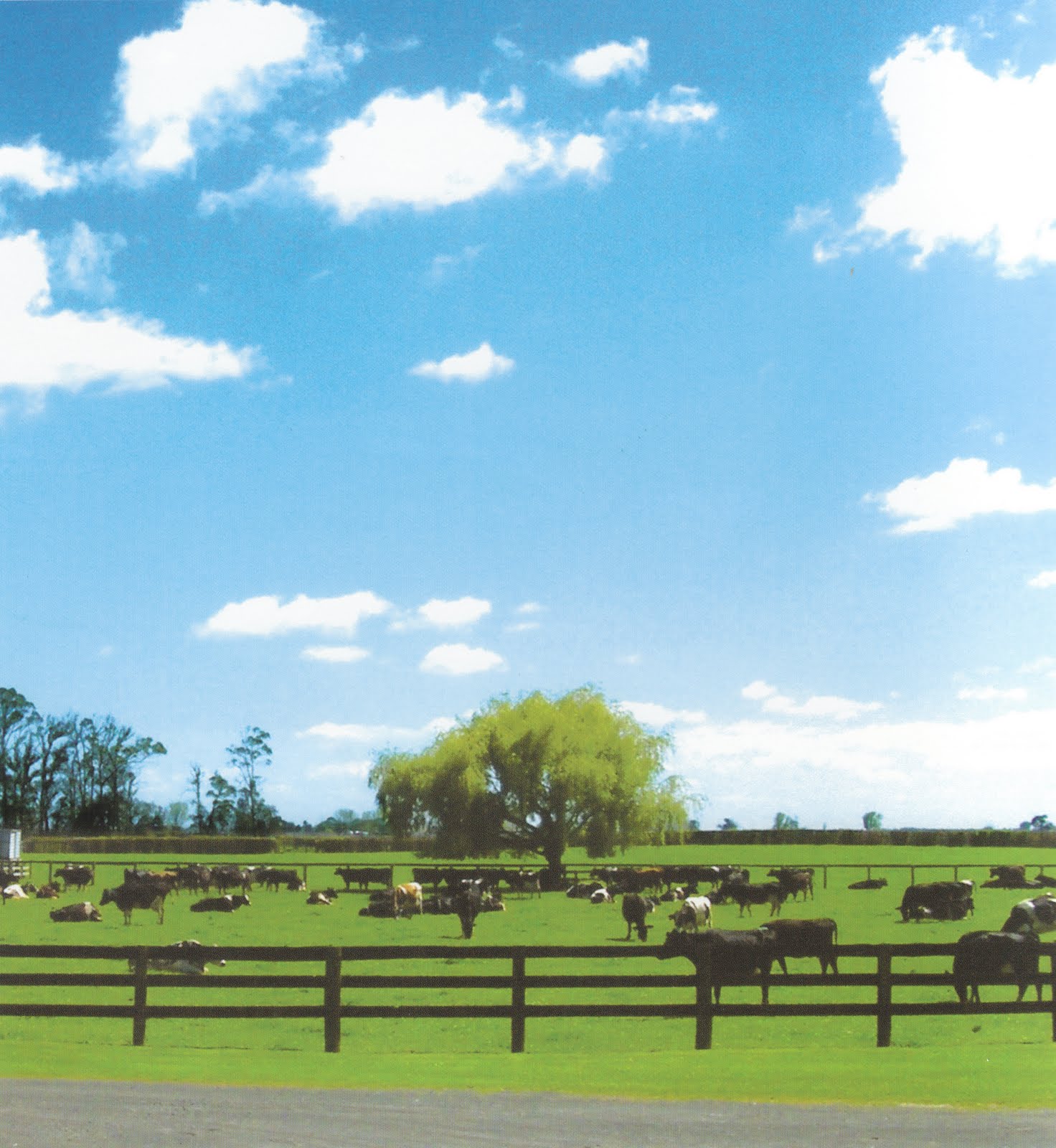 Chandon Farm Dairy & Equine Facility Matamata