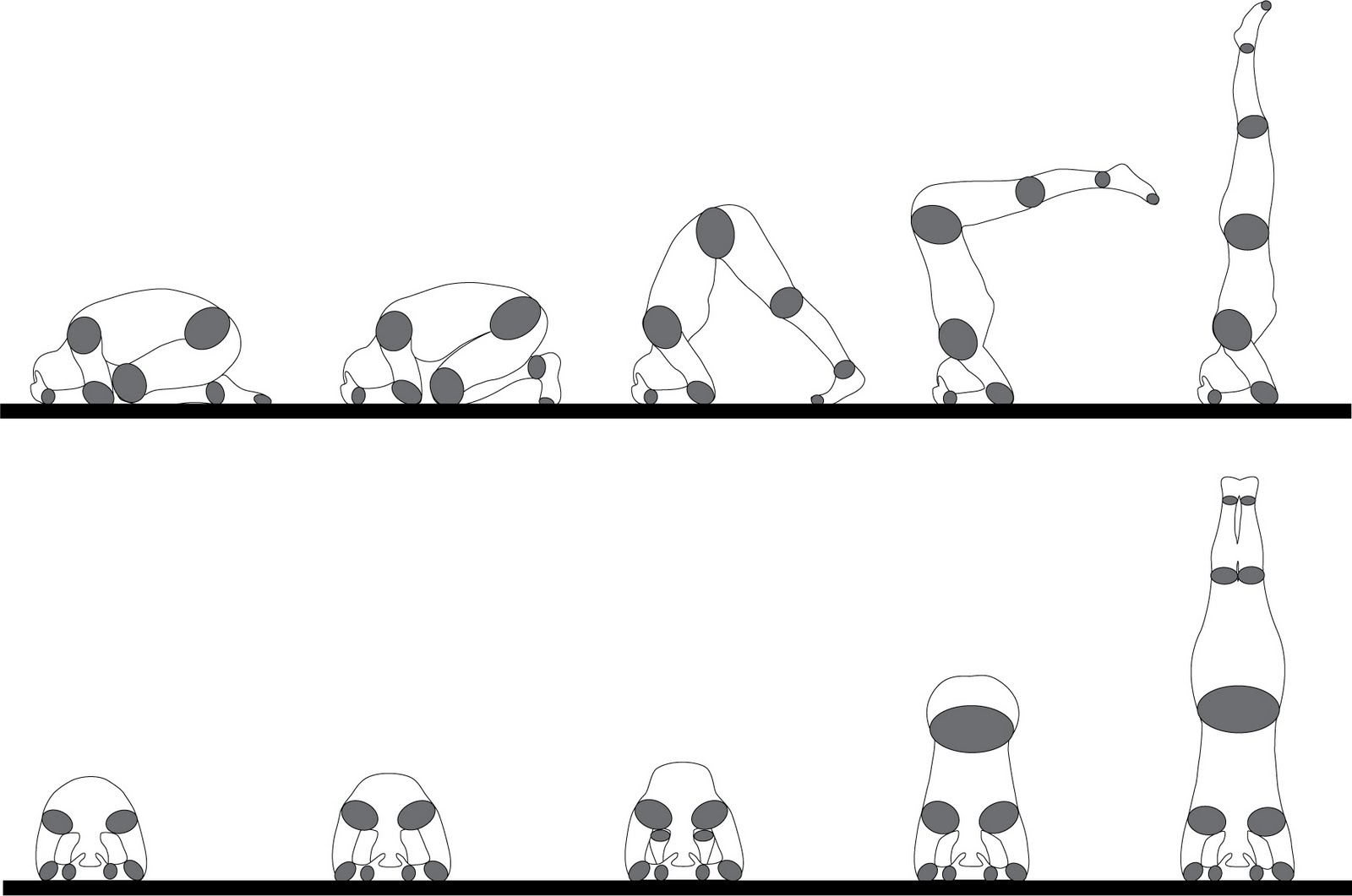 Exploration 2010 Body Analysis Balance, Weight, Joints, Spine