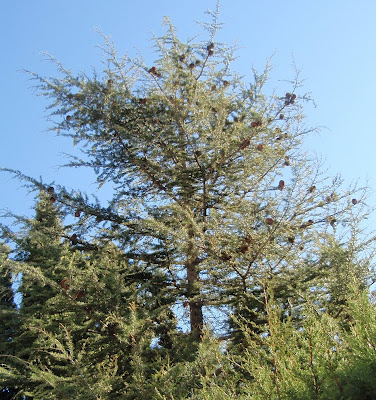 Cedro Dell'Himalaya In Vaso - Pianta Cedrus Deodara, Altezza 70-90 Cm, Vaso ø11 Cm, Da Vivaio Di Castelletto - Foto 5