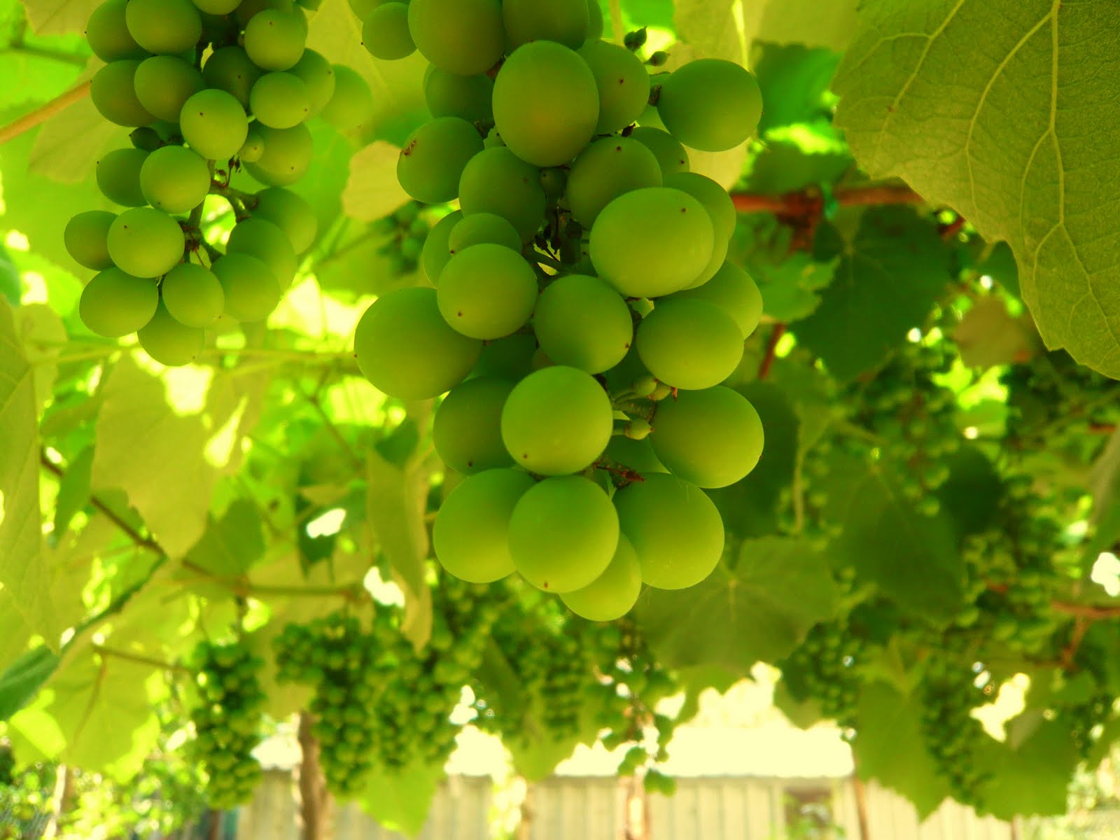 Fragola Matta | Insubria-Olona - Foto 4