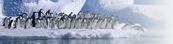 Вся правда о пингвинах!