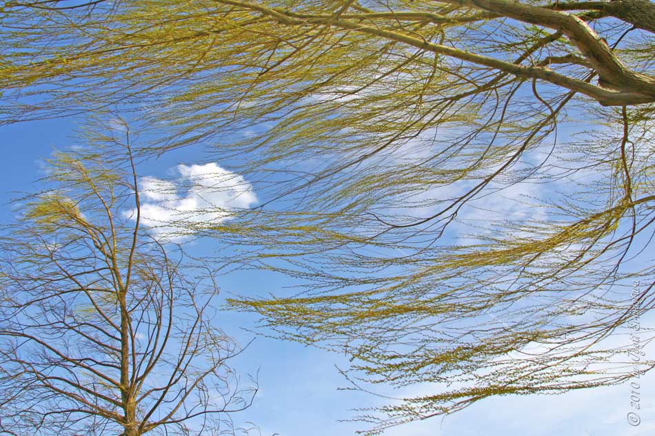 весенний ветер предложение