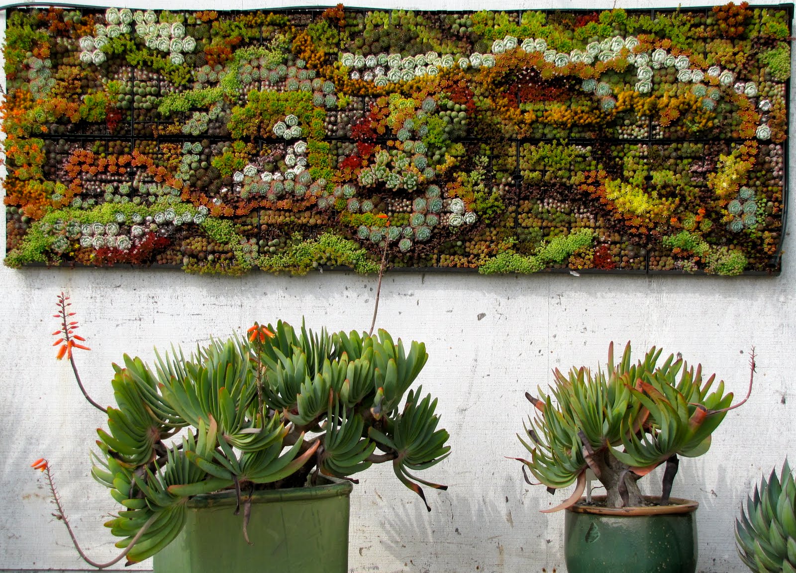 Garden Dancing: The Amazing World of Succulents