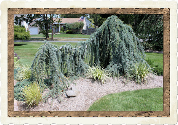 A Guide To Northeastern Gardening Weeping Blue Atlas Cedar Focal Weeping Blue Atlas Cedar Takes On Its Own Unique Shape