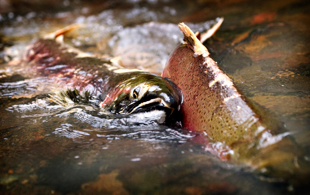 Robin Loznak Photography Spawning salmon
