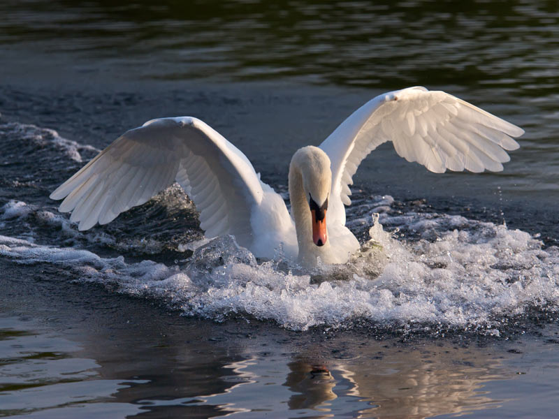 swan beauty