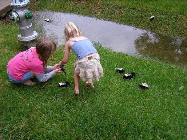 little girls with skunks