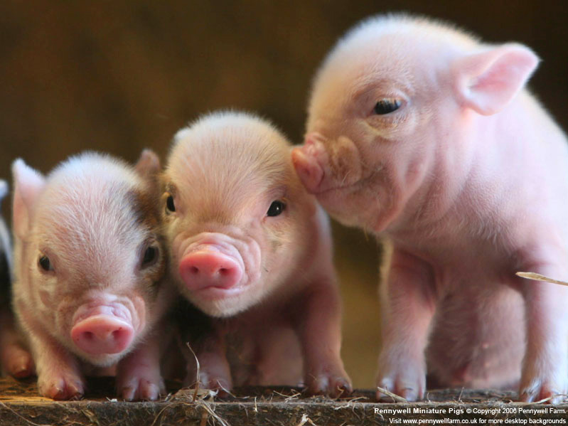 herd of pigs on a farm