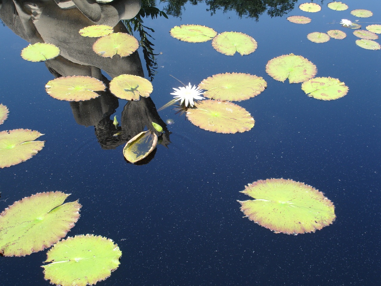 [Water+Lily+18.jpg]