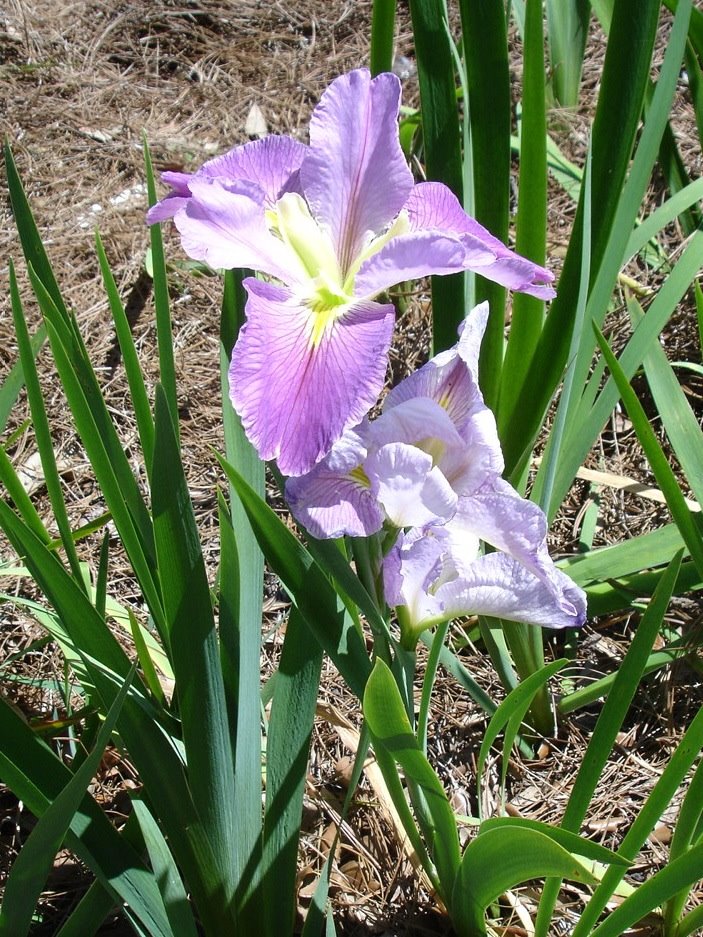 [Irises+8.jpg]