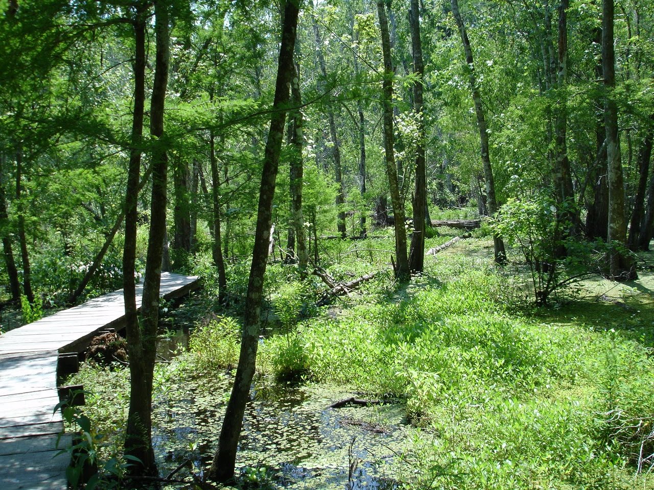 pic journal Wood Duck Trail