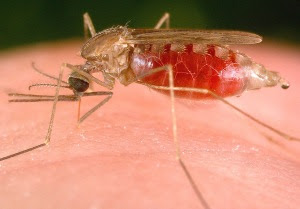 gambar nyamuk - gambar nyamuk malaria