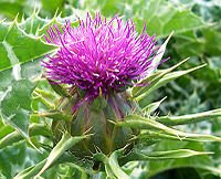 Useful herbs - Milk Thistle