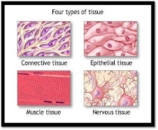 Four basic types of animal tissues