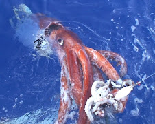 Architeuthis dux (Giant Squid)