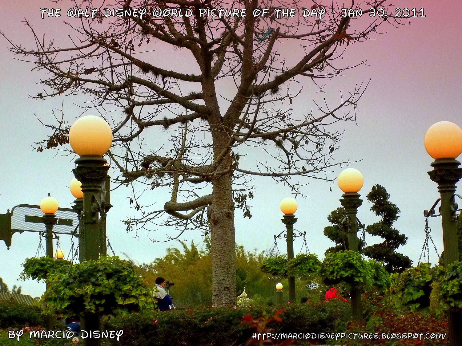 The Walt Disney World Picture of the Day Rose Garden Fog