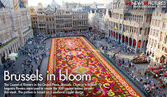 Brussels in bloom