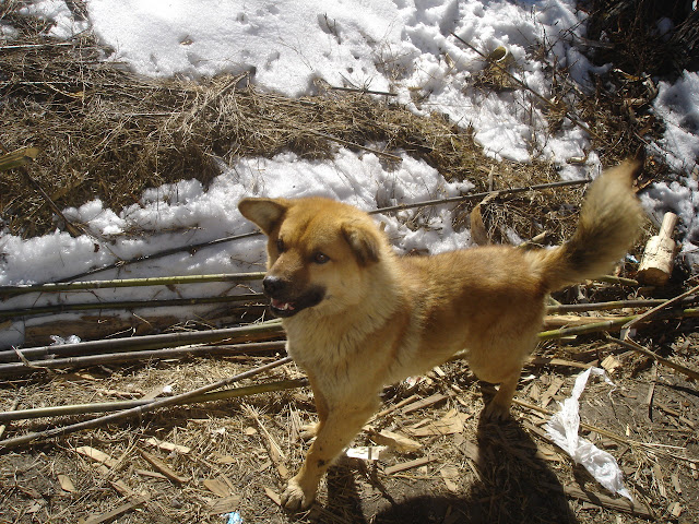 tawang arunanchal pradesh india lakes snow winters travel dog