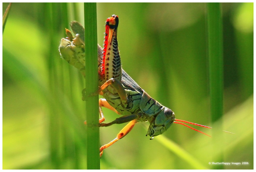 bugs001.jpg