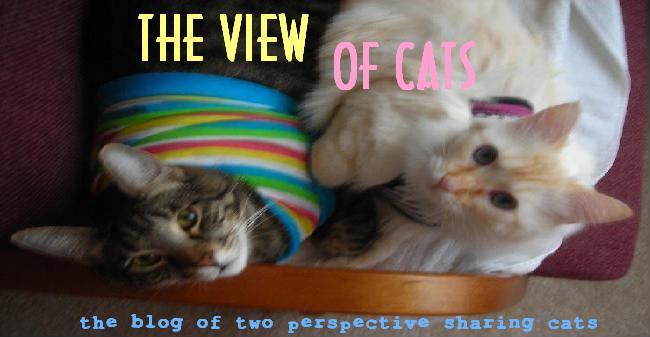 The View Of Cats