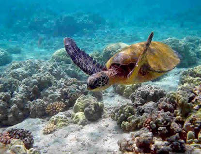 [honu-green-sea-turtle.jpg]