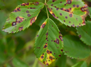 Disease Nematodes Plant pathogens | Ornamentals Hotline