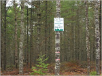 How Can We Help the Deciduous Forest?