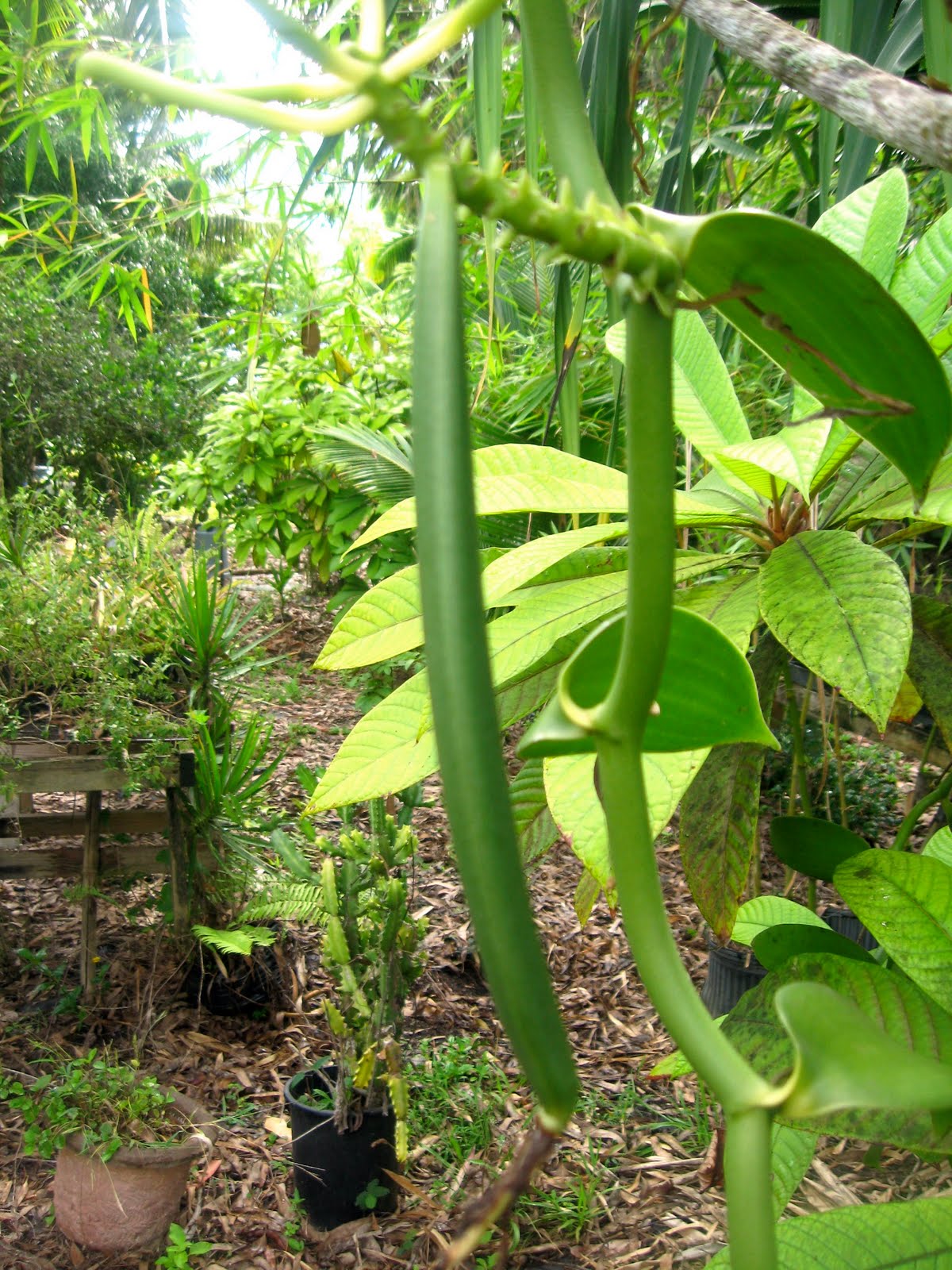 Blogging Banana Joe's Fruit Stand Kauai Vanilla Orchids/ Pods